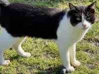 草の上にいる猫
AI 生成コンテンツは誤りを含む可能性があります。