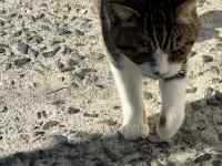 泥の上に立っている猫
AI 生成コンテンツは誤りを含む可能性があります。