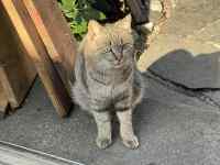 屋外に立っている猫
AI 生成コンテンツは誤りを含む可能性があります。