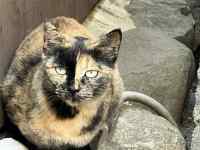 上を見上げている猫
AI 生成コンテンツは誤りを含む可能性があります。