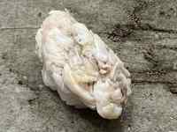 屋外, 猫, 動物, 草 が含まれている画像
AI 生成コンテンツは誤りを含む可能性があります。