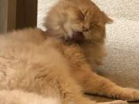 グĂL

AI Rec͌܂މ\܂B