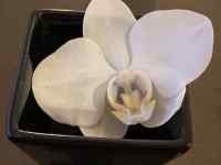 �H�i, �N���[��, ���[�Y ���܂܂�Ă���摜

AI �����R���e���c�͌����܂މ\��������܂��B