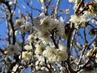 �Ԃ��炢�Ă����

AI �����R���e���c�͌����܂މ\��������܂��B