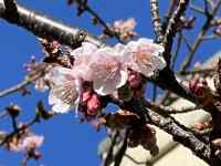 ��, �� ���܂܂�Ă���摜

AI �����R���e���c�͌����܂މ\��������܂��B