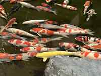 �قȂ�, �s�U, �O���[�v, �H�i ���܂܂�Ă���摜

AI �����R���e���c�͌����܂މ\��������܂��B