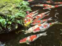 �H�i, �� ���܂܂�Ă���摜

AI �����R���e���c�͌����܂މ\��������܂��B