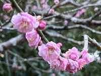 �s���N�̉Ԃ��炢�Ă���

AI �����R���e���c�͌����܂މ\��������܂��B