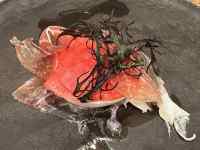 �_�j, �� ���܂܂�Ă���摜

AI �����R���e���c�͌����܂މ\��������܂��B