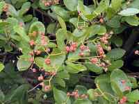 �Ԃ��炢�Ă���A��

AI �����R���e���c�͌����܂މ\��������܂��B