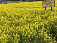 ��, �H��, ���O, �� ���܂܂�Ă���摜

AI �����R���e���c�͌����܂މ\��������܂��B