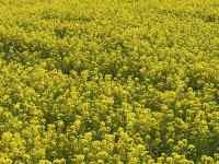 �Ԃ̕���

AI �����R���e���c�͌����܂މ\��������܂��B