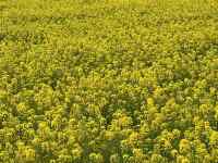 �Ԃ̕���

AI �����R���e���c�͌����܂މ\��������܂��B