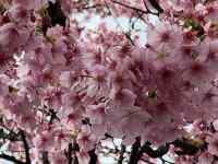 �Ԃ��炢�Ă���A��

AI �����R���e���c�͌����܂މ\��������܂��B