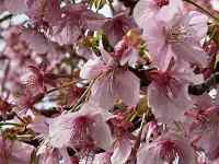 �s���N�̉Ԃ��炢�Ă���

AI �����R���e���c�͌����܂މ\��������܂��B