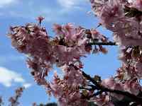 �Ԃ��炢�Ă����

AI �����R���e���c�͌����܂މ\��������܂��B