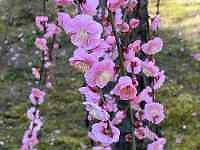 ピンクの花が咲いている

中程度の精度で自動的に生成された説明